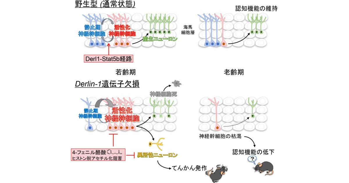 宮崎大など、認知障害などを抑える脳内ニューロンの新規メカニズムを解明