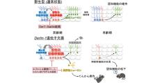 宮崎大など、認知障害などを抑える脳内ニューロンの新規メカニズムを解明