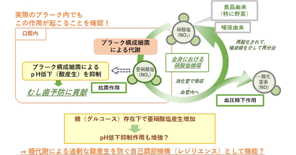 東北大、野菜に含まれる硝酸塩がむし歯の抑制に寄与する可能性を発見