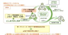 東北大、野菜に含まれる硝酸塩がむし歯の抑制に寄与する可能性を発見