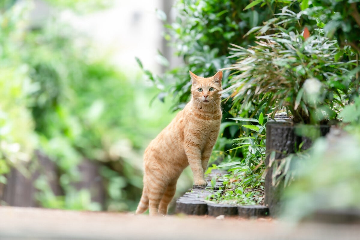 【8月8日は「世界猫の日」】飼い主200人に聞いた、猫の最大の魅力とは?