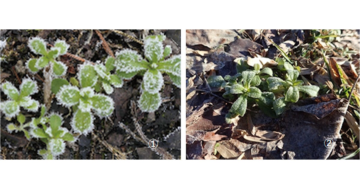 厳冬期の凍結を経験した越冬性植物は寒さに強くなる！ - 岩手大の研究