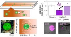 東大、周囲の溶液の濃度勾配で動く液滴を作製しその速度制御を実現