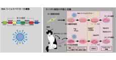 大阪公大、遺伝子挿入がない高品質ネコiPS細胞の安定作製に成功