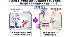 岡山理科大、舌と同じく皮膚にも有害物質を感知する苦味受容体があると発表