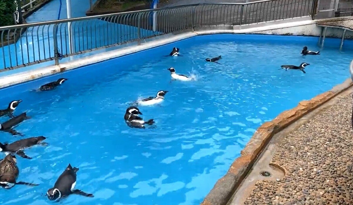 【おかえり】震災から半年、マゼランペンギンが能登の水族館に帰館 -「みんな喜んで泳いでる」「良かった。ただただ、お帰りなさい」の声