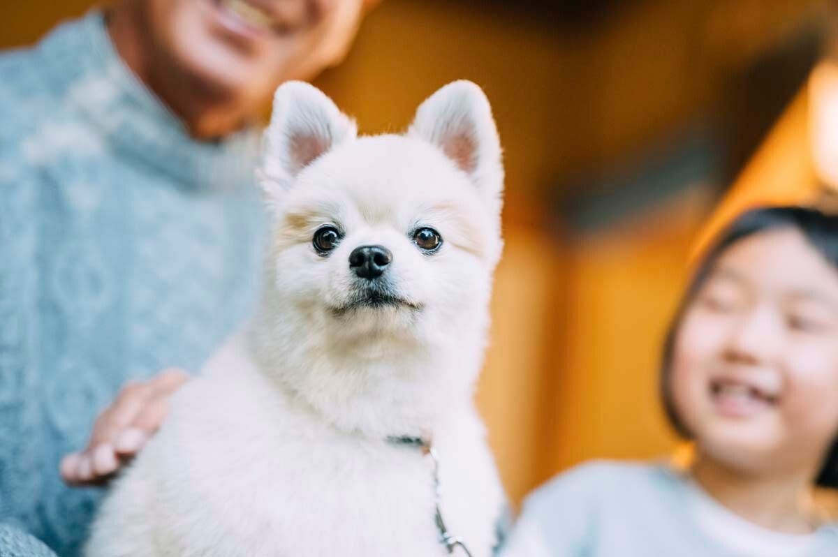 ペットも相続できる? お世話代の贈与や飼育団体との契約を遺言書に記す方法も