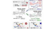 阪大など、有機半導体を発電層に利用した有機太陽電池の性能向上に成功