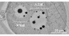 近大など、卵子に精製DNA溶液を注入することで人工細胞核の構築に成功