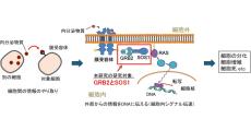 都立大など、細胞が外部シグナルをDNAにまで伝える過程を分子レベルで解明