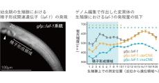 東北大など、雌雄同体生物の進化に関するメカニズムの一端を解明