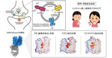 京大など、ドーパミンなどの輸送に重要な膜タンパク質の立体構造を解明