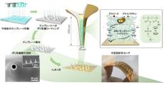 東大など、皮膚に貼り体内の生化学情報を連続で取得可能なセンサを開発