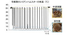 北大、冬眠するほ乳類が持つ長時間の低温に耐えられる細胞の秘密を解明