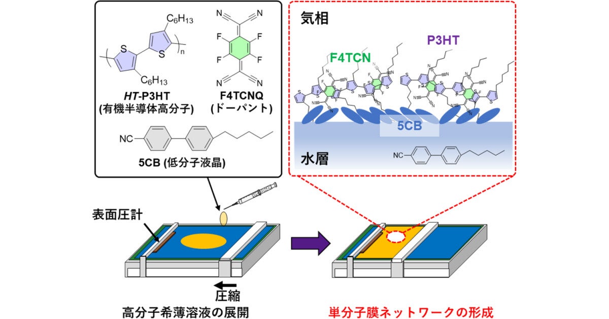 立教大など、有機半導体高分子を用いて脳機能を模倣したネットワークを作成