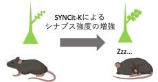 筑波大など、睡眠の量と質を一定に制御するための仕組みを発見