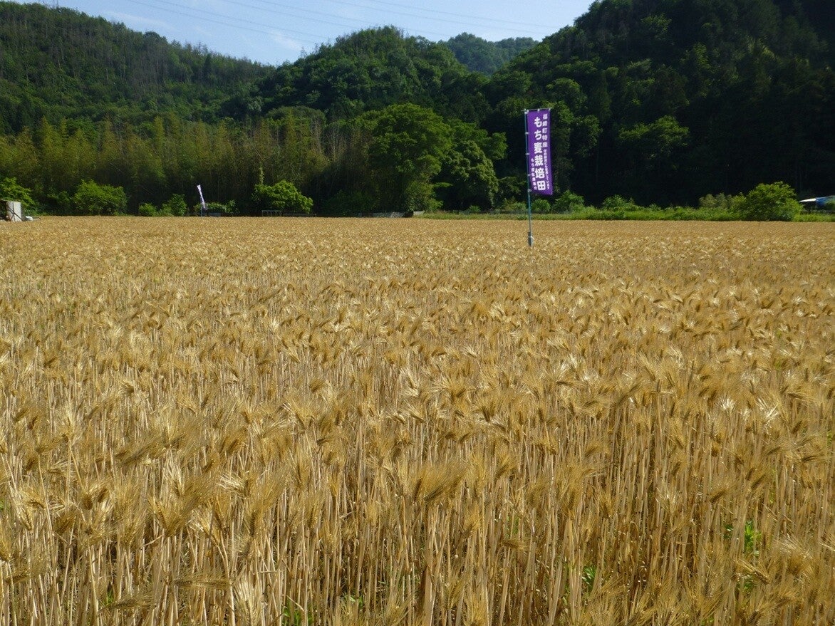 栄養価の高い「もち麦」を食べて学べる兵庫県福崎町の施設とは? 自宅で味わえるふるさと納税返礼品も