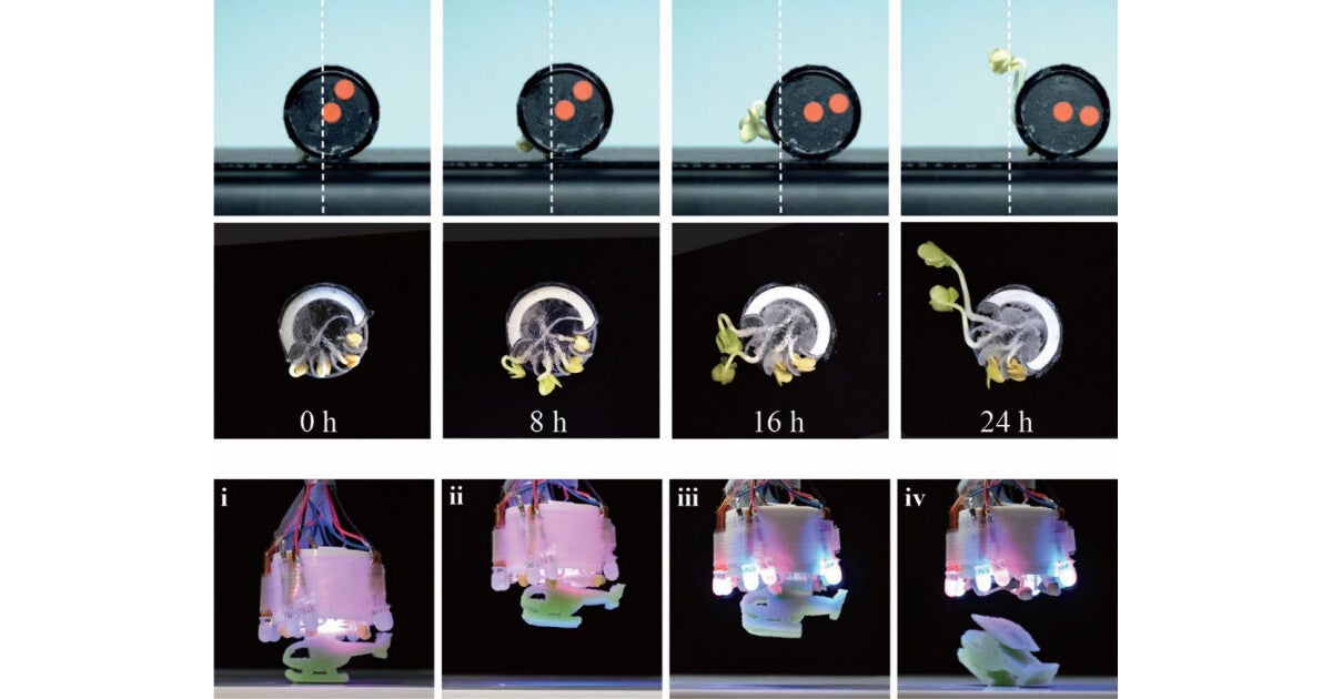 電通大、植物をアクチュエータとして利用する新たなタイプのロボットを開発