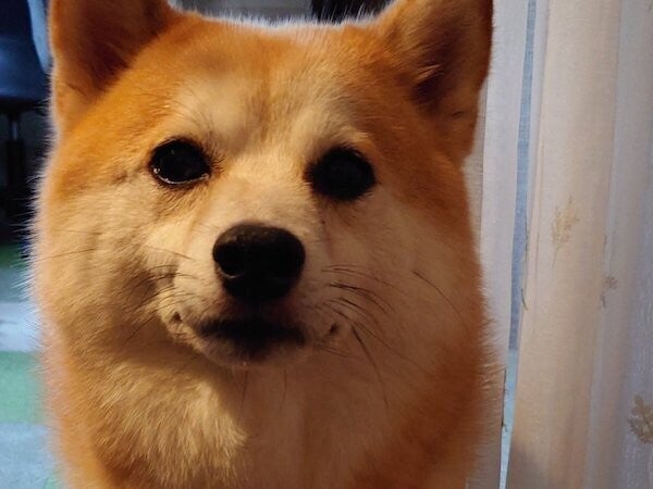 【柴犬】こっそりおやつを食べようと冷蔵庫を開けた結果……「凄い圧を感じる」「仁王立ちの迫力」と話題に!!