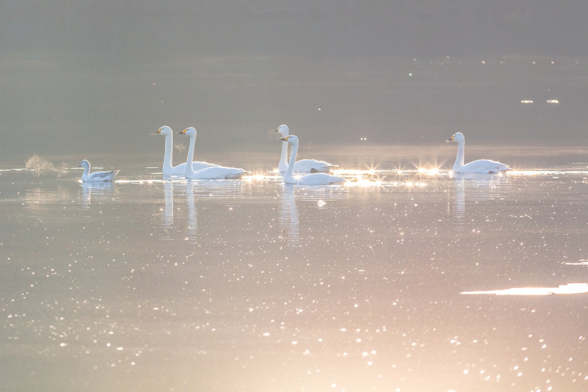 【新潟県柏崎市】白鳥に餌をあげられる! 「長嶺大池」の魅力、人気のふるさと納税返礼品とは?