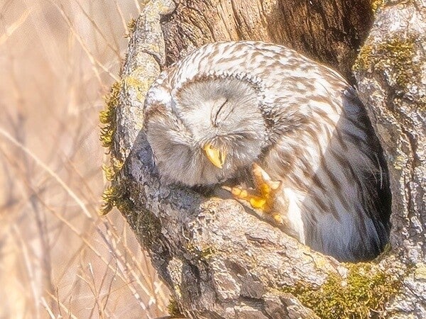 【もちょっとねさせて】フクロウの無防備な寝姿に心撃ち抜かれる人続出!!「幸せそう」「可愛過ぎる!!」の声