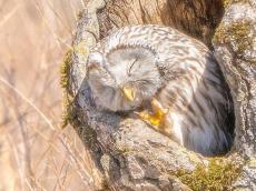 【もちょっとねさせて】フクロウの無防備な寝姿に心撃ち抜かれる人続出!!「幸せそう」「可愛過ぎる!!」の声