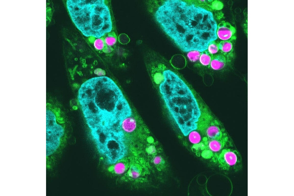 葉緑体を動物細胞に移植し、光合成の初期反応を確認 東大など