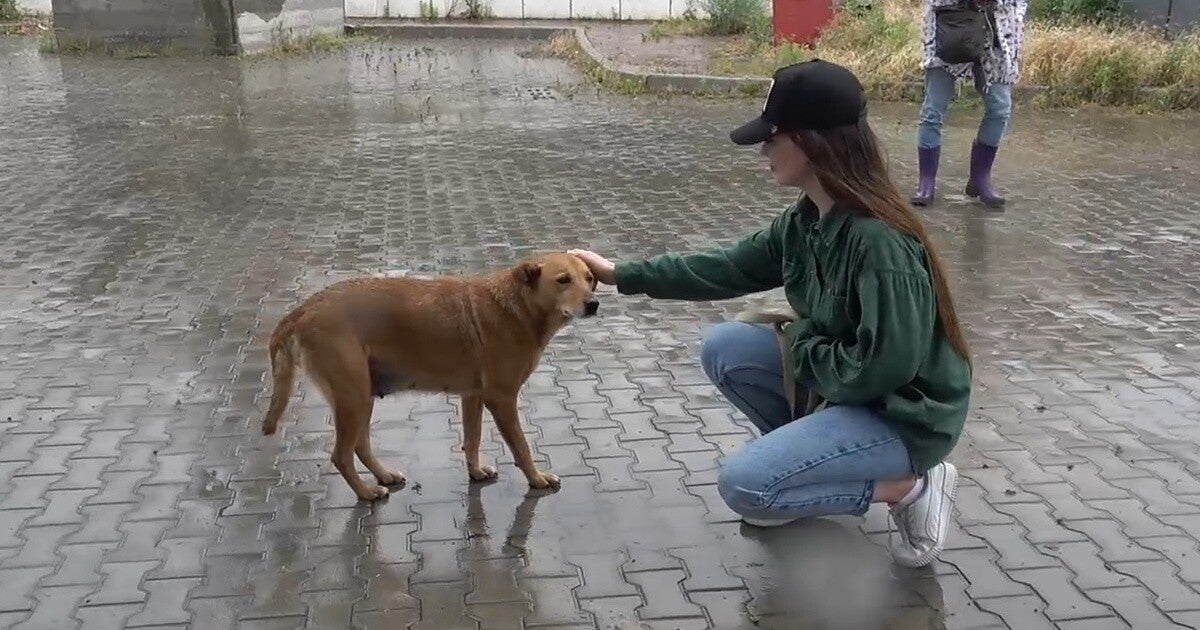 映画『犬と戦争 ウクライナで私が見たこと』来年2月21日公開