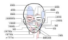 【たるみ対策】一番鍛えたい表情筋トップ3、「口回り(口輪筋)」「目もと(眼輪筋)」あと1つは?