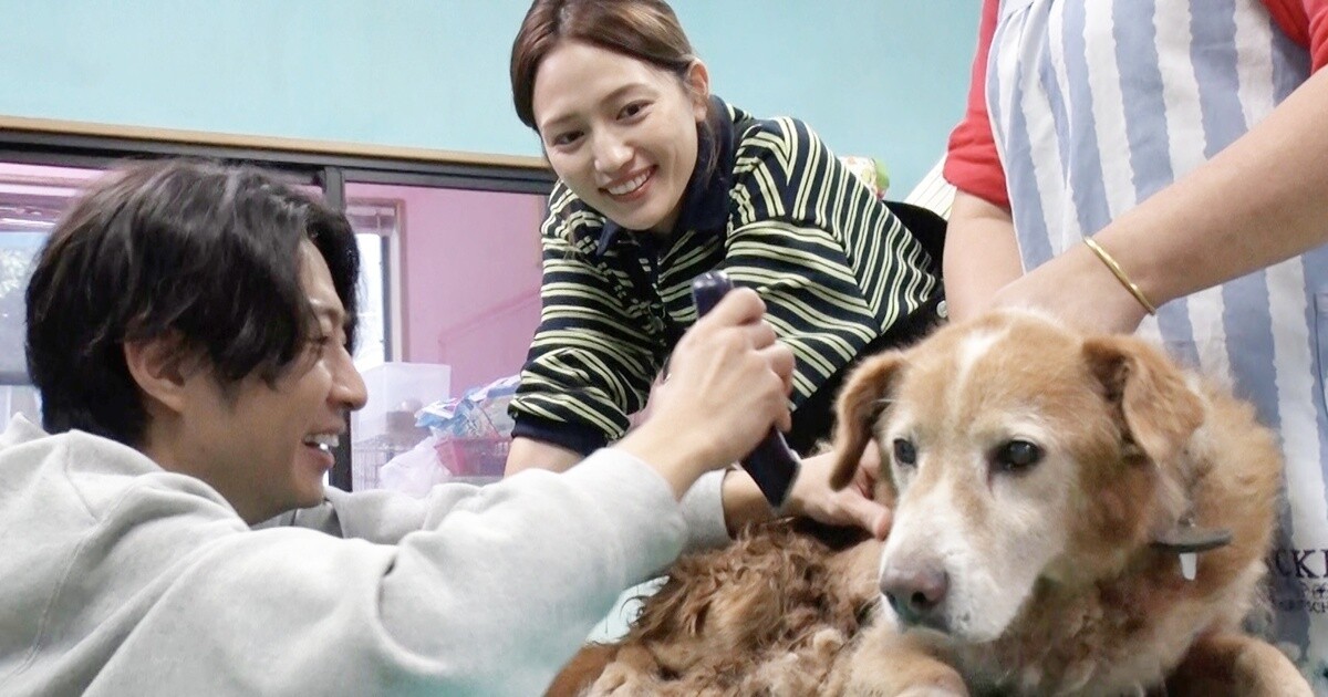 動物愛護を訴えてきた川口春奈、相葉雅紀の保護犬トリミングに助っ人参戦