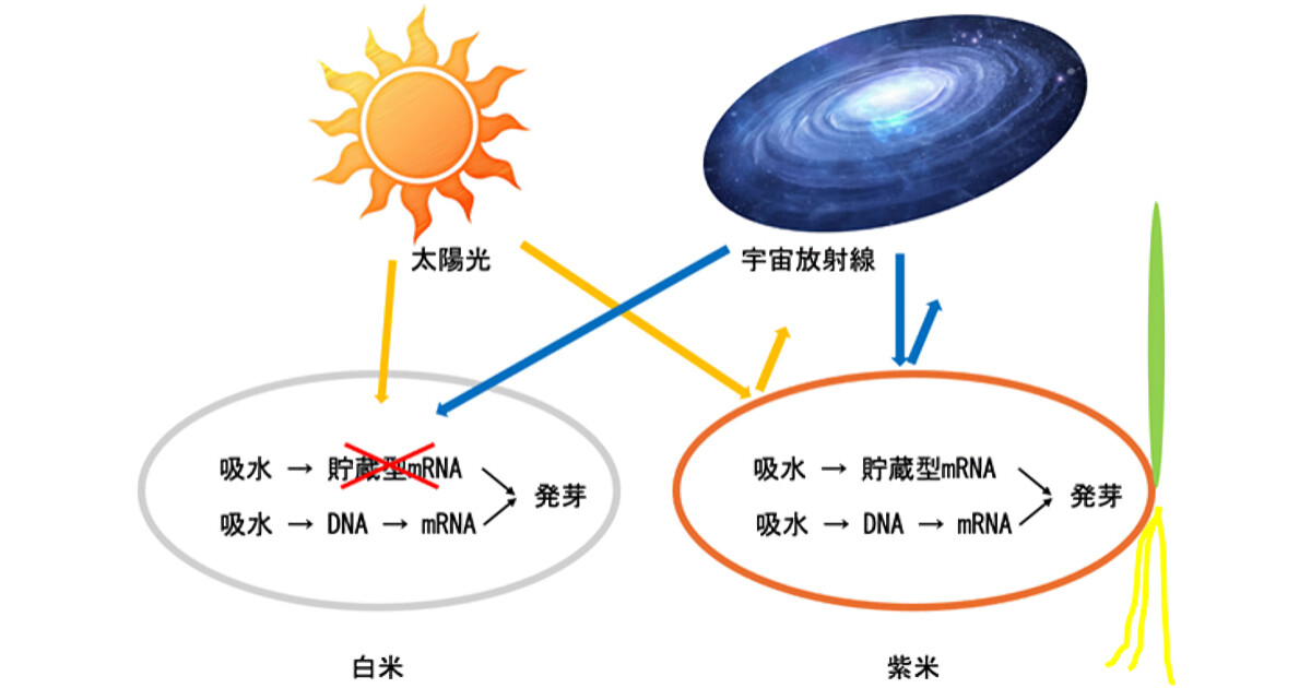 紫米は宇宙空間だと長期保存が可能！ - 岡山大がISSでの実験で解明