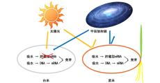 紫米は宇宙空間だと長期保存が可能！ - 岡山大がISSでの実験で解明