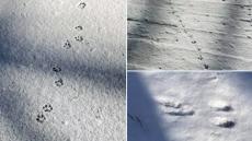 【癒し】箱根の山に現れたかわいいアートに「冬のあつ森みたい」「一生懸命ﾁｮｺﾁｮｺ歩いてる感じが…」と話題