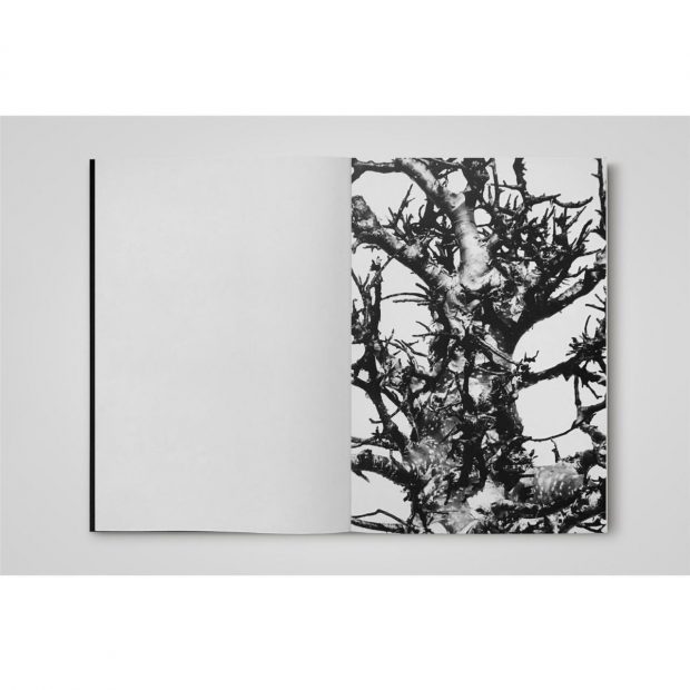 藤代冥砂 写真展&写真集 “BOTANIZE”発売記念。“MEISA FUJISHIRO × BOTANIZE × FIRSTORDER”