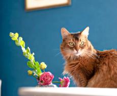 猫と暮らす家でも安心して飾れるブーケや猫草、花器の販売をFrom Jacob’s Gardenがスタート