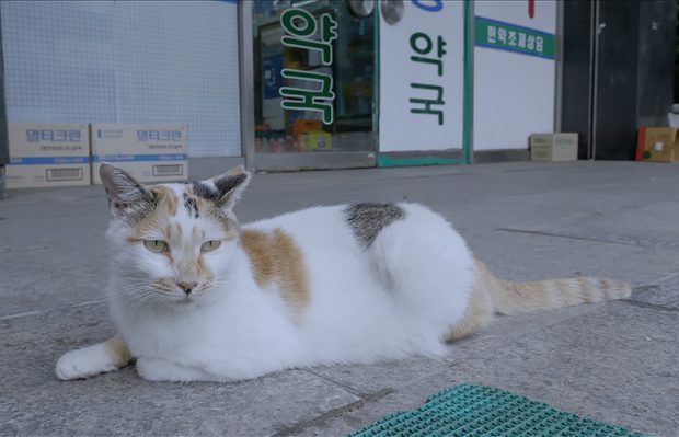 『子猫をお願い』のチョン・ジェウン監督、待望の最新ドキュメンタリー  『猫たちのアパートメント』。解体が近づくソウルのマンモス団地──そこに暮らす250匹のノラ猫たちの引越し大作戦