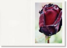 写真家・石内都の新刊『Naked Rose』が発売。展示も開催