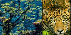 『アマゾン大冒険～世界最大のジャングルを探検しよう！～』田中直樹（ココリコ）インタビュー