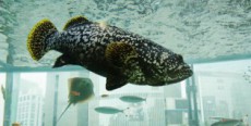 沖縄「美ら海」の生き物たちが今年も銀座にやってくる！「Sony Aquarium」 開催決定