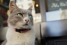 “猫の街”イスタンブールの人々と猫たちの生活を追ったドキュメンタリー