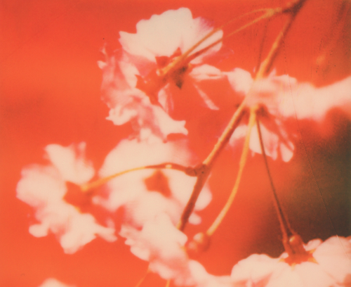 ポラロイドで蘇る蜷川実花の写真展「レプリケーション」/ Mika Ninagawa Polaroid Exhibition 「Replication」 