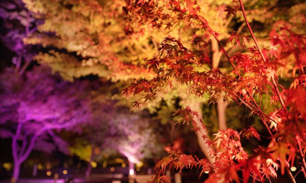 ネイキッドが彩る二条城、花と伝統が織りなす“京の秋”を演出