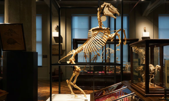 東京大学の学術標本が“ReDESIGN+”されて展示、幻の絶滅巨鳥などの大型骨格を公開中