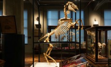 東京大学の学術標本が“ReDESIGN+”されて展示、幻の絶滅巨鳥などの大型骨格を公開中