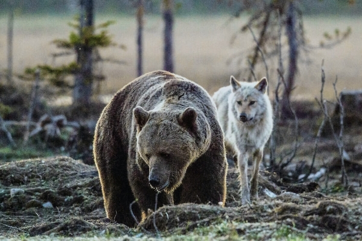「最恐のタッグ」か？　ヒグマとオオカミが「一緒に」ヘラジカの母子を襲う衝撃映像