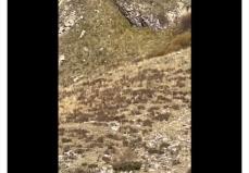 コロラド州で「ビッグフット」の撮影に成功？ 山奥を歩く「謎の二足歩行の生物」動画に議論沸騰
