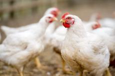 遺伝子編集で作成した「ウイルス耐性ニワトリ」が鳥インフルエンザ、卵の安定供給の救世主に？