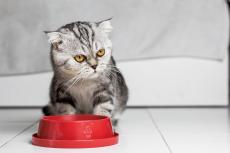 「ビーガン猫」こそ健康長寿？ 「完全菜食フード」が健康リスクを軽減する可能性