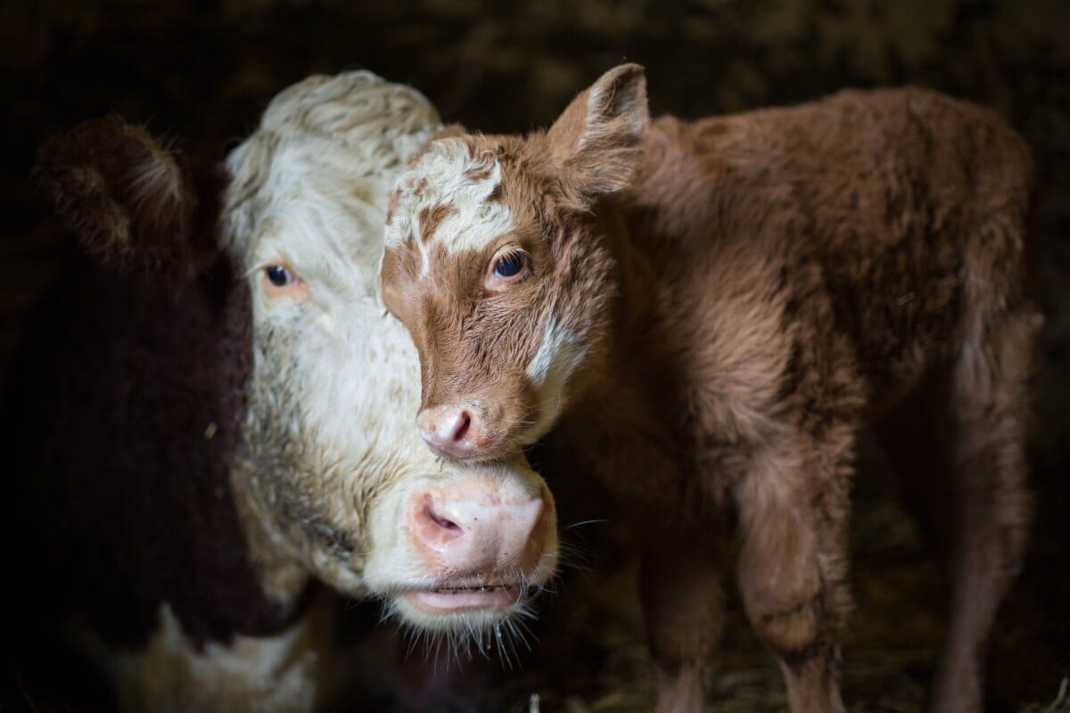 TikTokに投稿された、珍しい「双頭」の子牛の動画が大きな注目を集める...健康と発育には懸念も