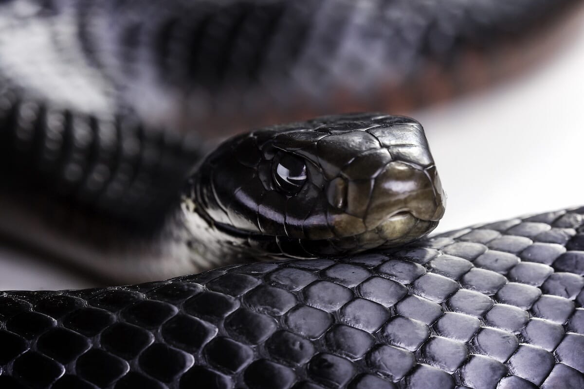 トイレにヘビ 71rMMST1f2L._AC_UF350,